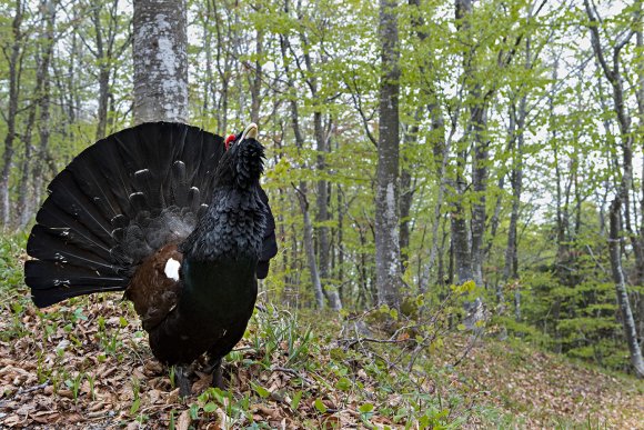 Gallo Cedrone - Western Capercaillie