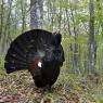 Gallo Cedrone - Western Capercaillie