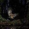 Allocco - Tawny owl