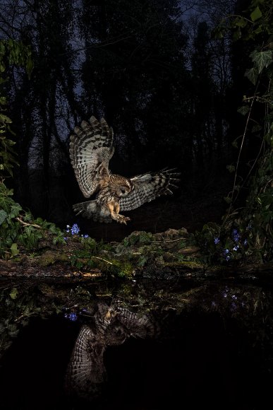 Allocco - Tawny owl