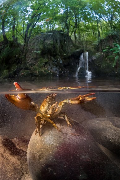 Gambero di fiume - European freshwater crayfish (Austropotamobius pallipes)