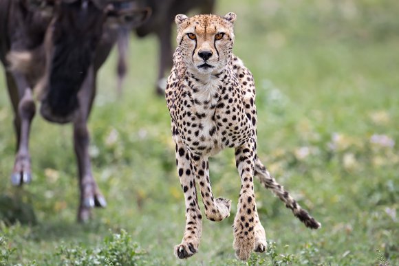 Ghepardo - Cheeta