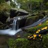 Salamandra pezzata - Fire salamander (Salamandra salamandra)