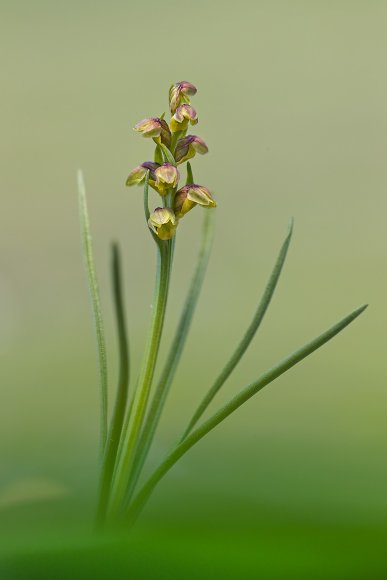 Chamorchis alpina