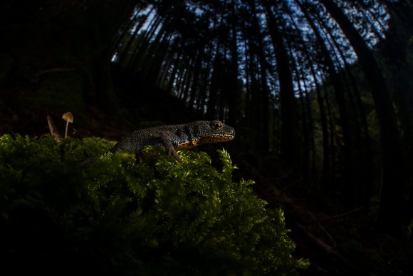 Tritone alpino - Alpine newt (Ichthyosaura alpestris)