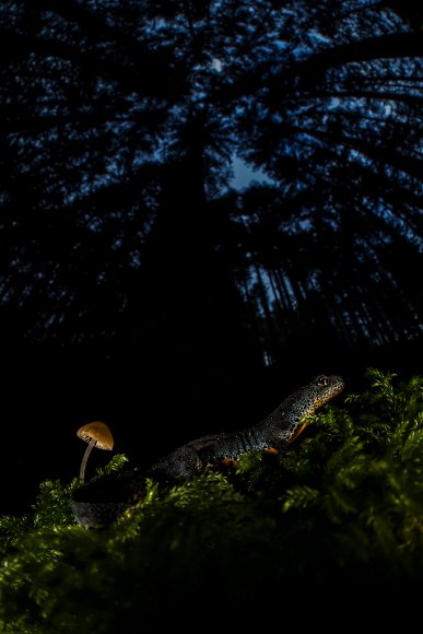 Tritone alpino - Alpine newt (Ichthyosaura alpestris)