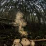 Vescia - Common puffball (Lycoperdon perlatum)