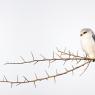 Nibbio bianco - Black winged Kite