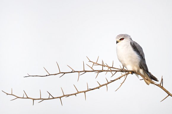 Nibbio bianco - Black winged Kite