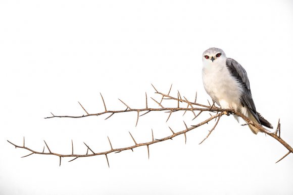 Black Shouldered Kite - Nibbio Bianco