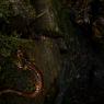 Geotritone italico -  Italian cave salamander (Speleomantes italicus)