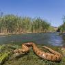 Natrice viperina - Viperine snake (Natrix Maura)