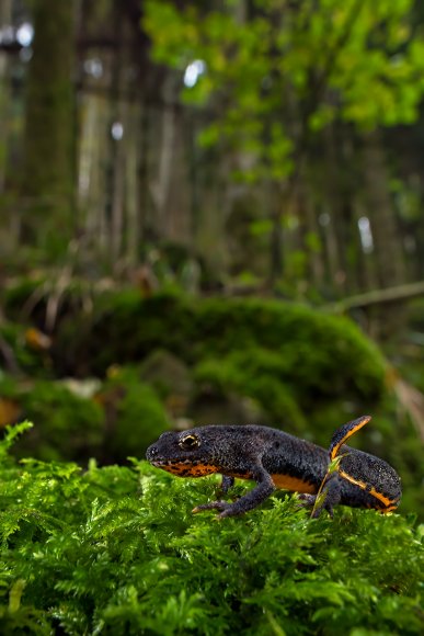 Tritone alpino - Alpine newt (Ichthyosaura alpestris)