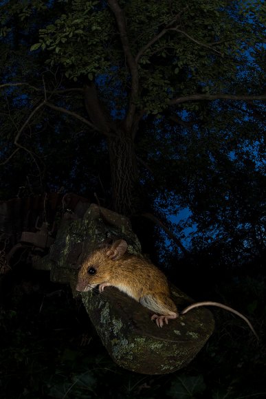Topo selvatico - Wood mice