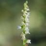 Goodyera repens