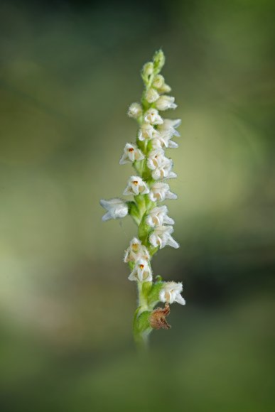 Goodyera repens