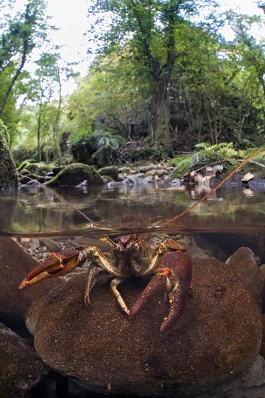 Gambero di fiume - European freshwater crayfish (Austropotamobius pallipes)