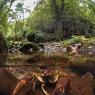 Gambero di fiume - European freshwater crayfish (Austropotamobius pallipes)