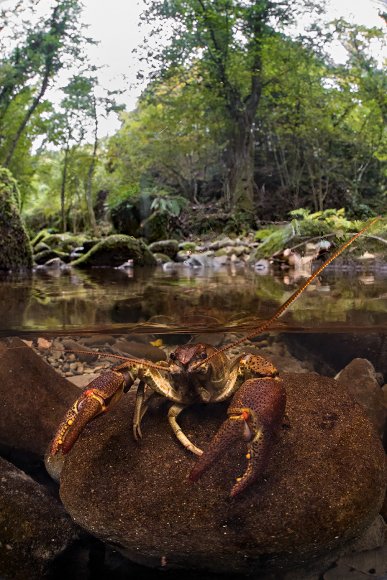 Gambero di fiume - European freshwater crayfish (Austropotamobius pallipes)