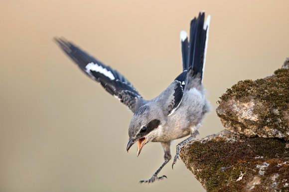 Averla meridionale - Southern grey shrike (Lanius meridionalis)