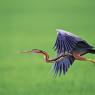 Airone rosso - Purple Heron (Ardea purpurea)