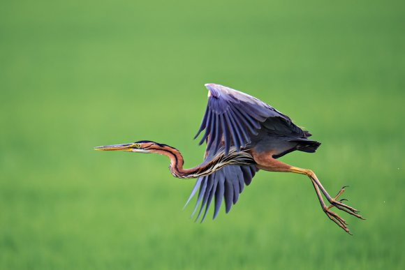 Airone rosso - Purple Heron (Ardea purpurea)