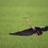 Airone rosso - Purple Heron (Ardea purpurea)