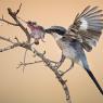 Averla meridionale - Southern grey shrike (Lanius meridionalis)