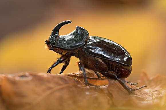 Scarabeo rinoceronte - European rhinoceros beetle (Oryctes nasicornis)