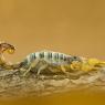 Scorpione giallo - Common yellow scorpion (Buthus occitanus)