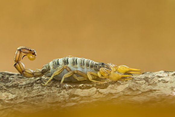 Scorpione giallo - Common yellow scorpion (Buthus occitanus)