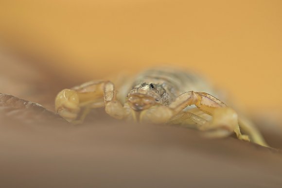 Scorpione giallo - Common yellow scorpion (Buthus occitanus)