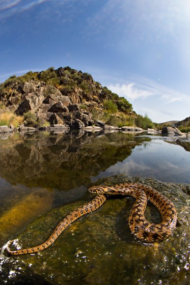 Natrice viperina - Viperine snake (Natrix Maura)