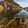 Natrice viperina - Viperine snake (Natrix Maura)