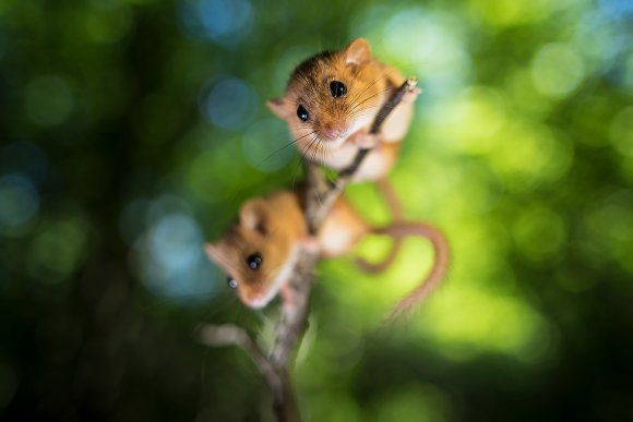 Moscardino - Hazel dormouse