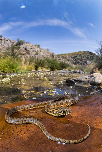 Natrice viperina - Viperine snake (Natrix Maura)