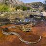 Natrice viperina - Viperine snake (Natrix Maura)