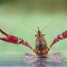 Gambero rosso - Red swamp crawfish (Procambarus clarkii)