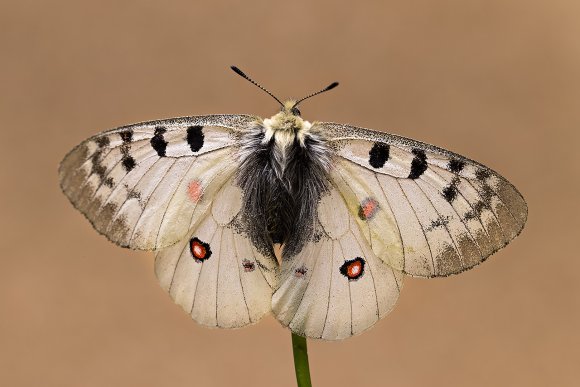 Parnassium apollo