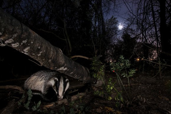 Tasso - European badger (Meles meles)