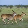 Antilope alcina - Eland