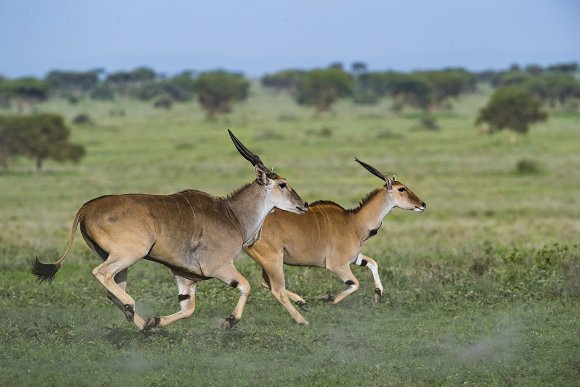 Antilope alcina - Eland