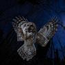 Allocco - Tawny owl