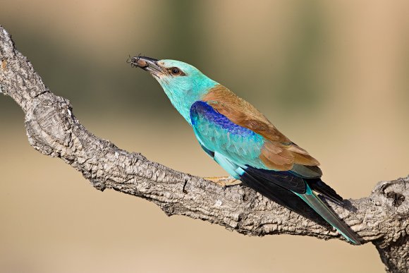 Ghiandaia marina - European roller (Coracias garrulus)