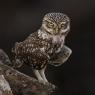 Civetta - Little owl (Athena noctua)