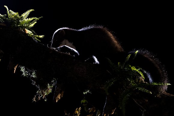 Faina - Stone marten (Martes foina)