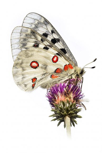 Parnassius apollo