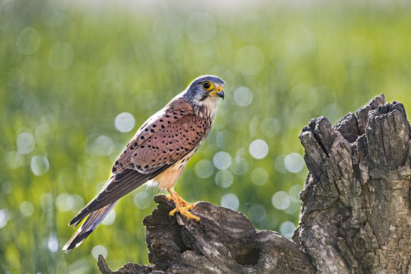 Gheppio - Common Kestrel