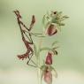 Empusa pennata - Cone head mantis