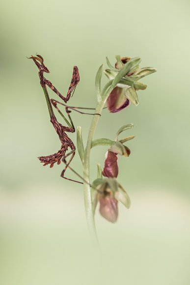 Empusa pennata - Cone head mantis